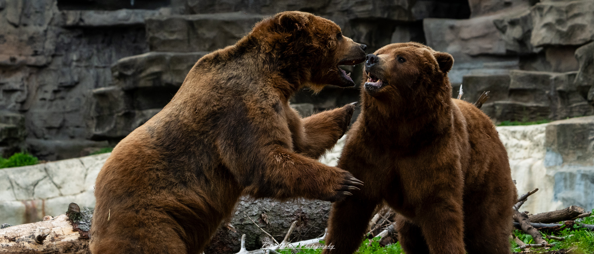 Two grizzly bears play-fighting in naturalistic enclosure at the Detroit Zoo